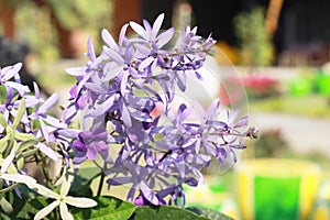 closeup of purple wreath ( Petrea Volubilis. Linn. ) or queen\'s wreath, sandpaper vine