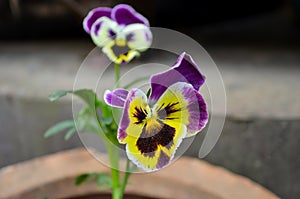 Closeup of a purple and yellow pansy flower, also known as viola x wittrockiana or viola tricolor