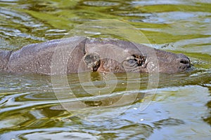 Closeup pygmy hippopotamus in water