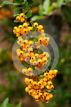 Closeup of pyracantha yellow berries, autumn garden