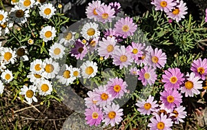 Closeup of Pyrethrum flowers in a park