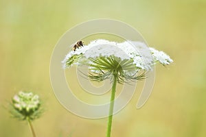 Closeup of Queen Anne`s Lace and bee