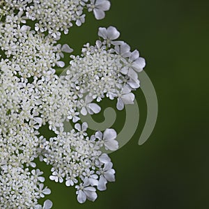 Closeup of Queen Anne`s Lace Daucus carota