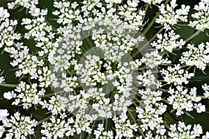 Closeup of Queen Anne`s Lace flower