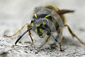Closeup on a queen Common European yellow-jacket paper wasp , Vespula vulgaris sitting on wood