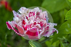 Closeup of  Queen of Marvel tulip