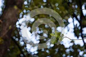 Closeup on a quercus robus branch with a focus on a oak leaf.