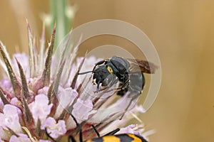 Closeup on a quite large mediterranean small carpenter bee, Ceratina chalcites on a pink Dipsacus flower