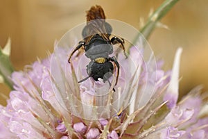 Closeup on a quite large mediterranean small carpenter bee, Ceratina chalcites on a pink Dipsacus flower photo