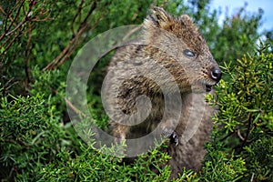 Closeup of a Quokka between green bushes.