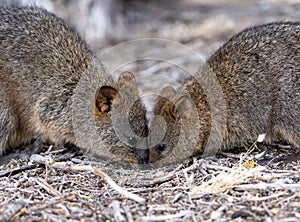 Closeup of Quokkas in a field with a blurry background