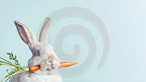 Closeup of rabbit getting a carrot and sticks it in his mouth on a blue background