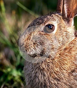 Closeup of a rabbit with sharp eye and whisker detail