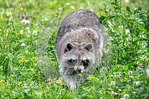 A closeup of a raccoon\'s (Procyon lotor) face