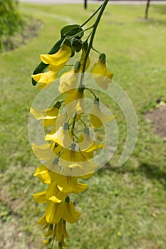 Closeup of raceme of laburnum flowers