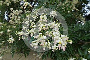 Closeup of raceme of white flowers of Sophora japonica