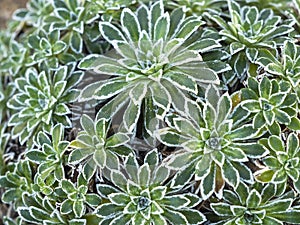 Closeup of radial green leaves of Saxifraga catalaunica