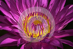 Closeup of Radiant purple and yellow Water Lilly