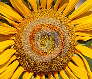 Closeup of a Radiant Sunflower