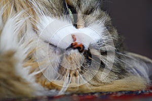 Closeup of a Ragamuffin cat sleeping indoors