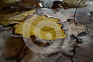 Closeup rain drop on the leafs