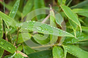 rain drops on bamboo leaves