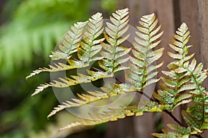 rain drops on fern leaves in the public garden