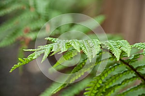 rain drops on fern leaves in the public garden