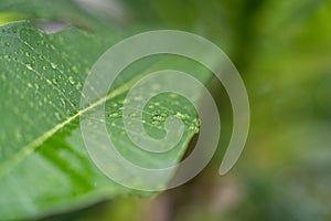 Closeup of rain drops on green leaf