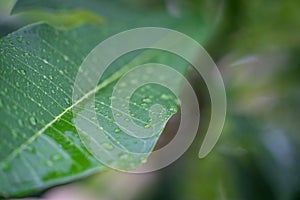 Closeup of rain drops on green leaf
