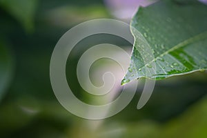 Closeup of rain drops on green leaf