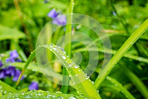 Closeup of rain drops on a green leaf