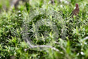 Closeup of rain drops in moss