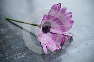 rain drops on purple daisy on table