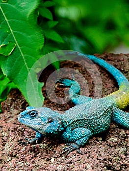 Closeup of a Rainbow Agama Agama agama Hawassa Ethiopia