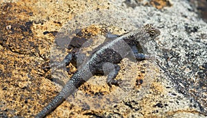 Closeup of a Rainbow Agama Agama agama sunbaking on rocks Lake Tana, Ethiopia