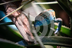 Closeup of a rainbow whiptail standing on a wooden branch exposed to some sunlight