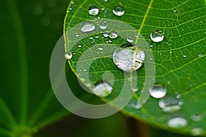 Closeup of raindrop on fresh green leaves after rain.