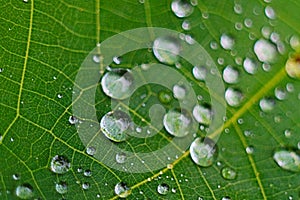 Closeup of raindrop on fresh green leaves after rain.