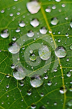 Closeup of raindrop on fresh green leaves after rain.