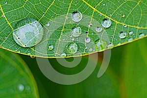 Closeup of raindrop on fresh green leaves after rain.