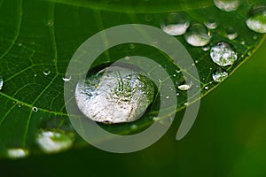 Closeup of raindrop on fresh green leaves after rain.