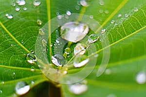 Closeup of raindrop on fresh green leaves after rain.