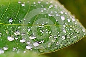 Closeup of raindrop on fresh green leaves after rain.