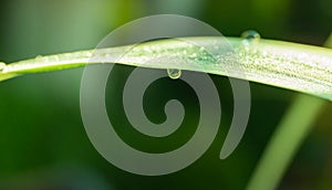 Closeup of raindrop on green grass leaves, selective focus