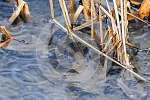 Closeup of raindrops falling into water between reeds, leaves un