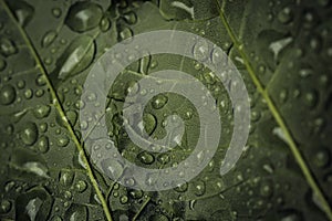 Closeup of Raindrops on a Green leaf