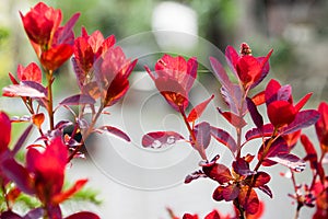 Closeup raindrops on red leaf