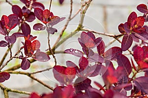 Closeup raindrops on red leaf