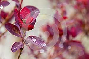 Closeup raindrops on red leaf